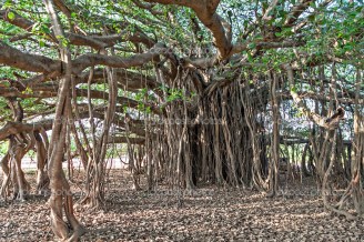 Banyan tree